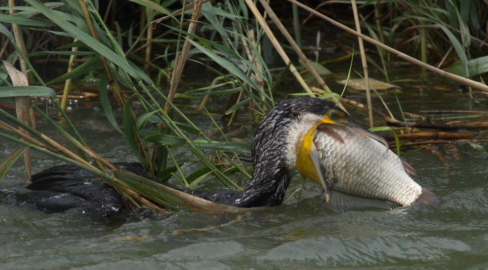 foto bune. - 1236845416062551826613834546421n.jpg